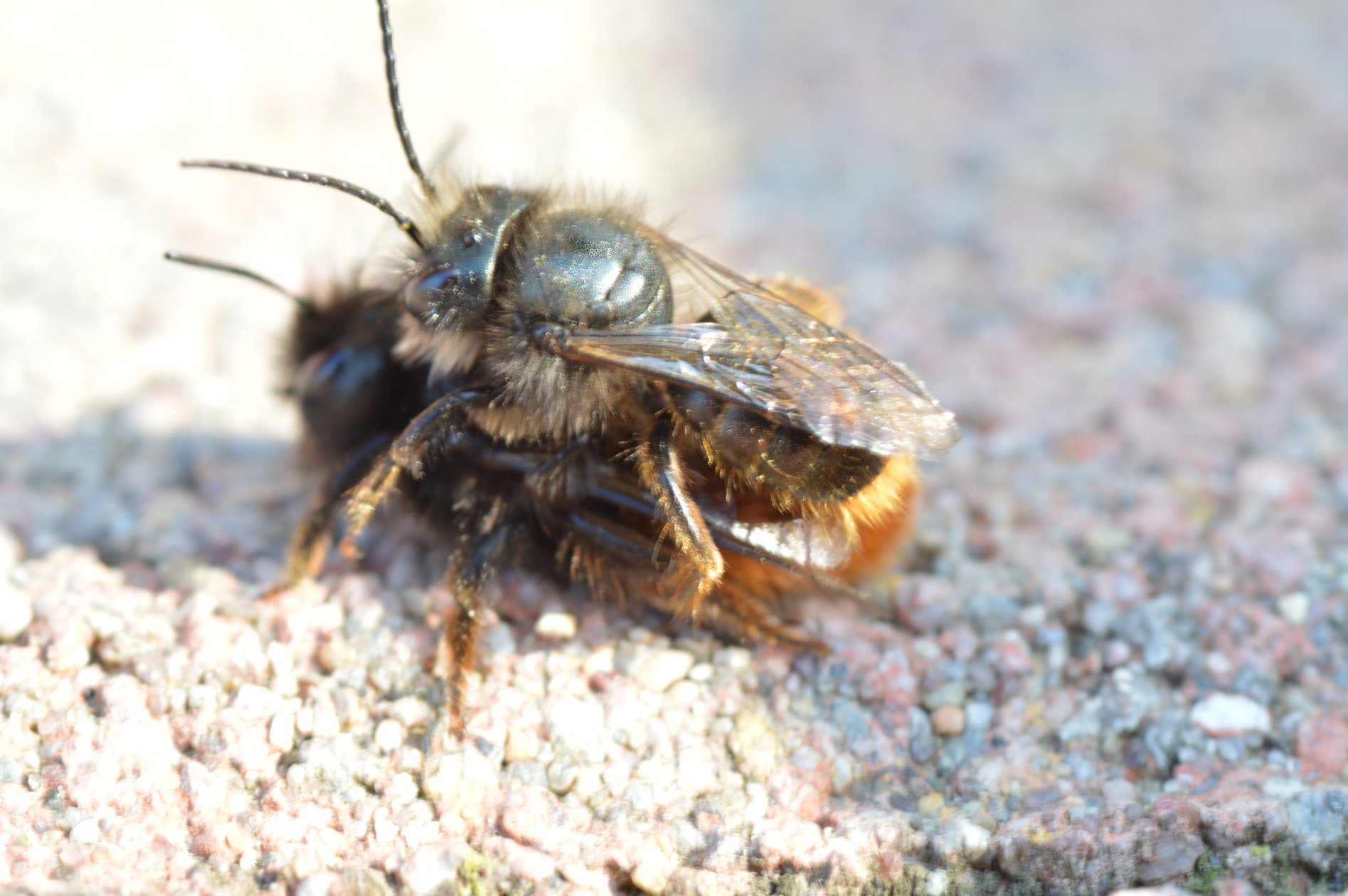 Osmia rufa in accoppiamento (a tre)